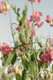 Growing Floret S01E01 Groundwork 720p WEBRip x264-KOMPOST EZTV