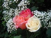 Calendar Roses 2020