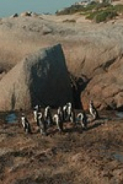 Penguin Town S01E01 480p x264-mSD EZTV