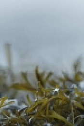 Winterwatch Red Button S01E02 720p WEBRip X264-iPlayerTV EZTV