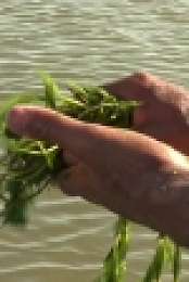 Swamp People S12E01 WEB h264-BAE EZTV
