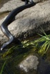 Deadly Australians S01E01 Forests 1080p WEB h264-CAFFEiNE EZTV