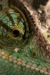 Natures Fast Attacks S01E02 1080p WEB H264-CBFM EZTV