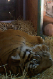 The Miracle Tiger S01E01 1080p WEB H264-CBFM EZTV