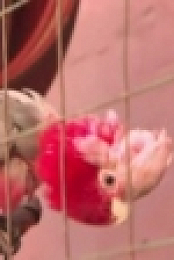 Bondi Vet S06E20 WEB x264-GIMINI [eztv]
