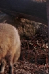 Arctic Vets S01E07 WEBRip x264-BAE EZTV