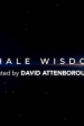 Whale Wisdom 1080p HDTV x264 AAC MVGroup