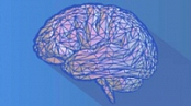 Udemy | Neuroscience Synthesis To Rewire Your Brain [FTU]