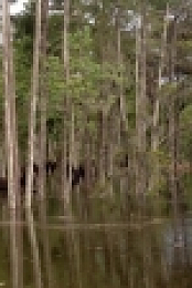 Nature Gone Wild S01E03 WEB h264-BAE EZTV