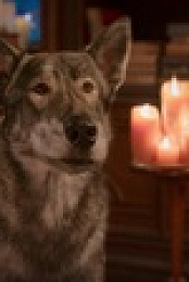 Phantom Pups S01E10 720p WEB H264-BRAVERY EZTV