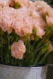 Full Bloom S01E01 480p x264-mSD EZTV
