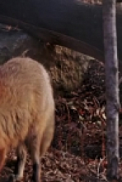 Arctic Vets S01E07 480p x264-mSD EZTV