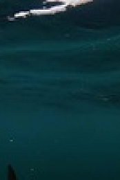 Wicked Tuna S12E05 XviD-AFG EZTV