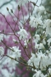 Gardeners World S53E02 480p x264-mSD [eztv]
