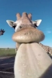 Worlds Funniest Animals S01E04 720p WEB h264-BAE EZTV