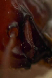 Gladiators 2024 S01E01 480p x264-mSD EZTV