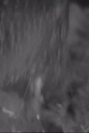 Winterwatch S09E03 480p x264-mSD EZTV