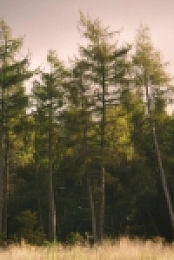 Flowers S02E06 HDTV x264-MTB[eztv]