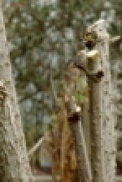 The Beechgrove Garden S42E02 720p WEBRip X264-iPlayerTV [eztv]