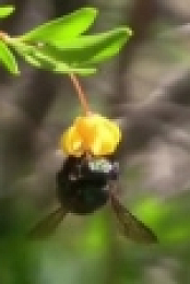 Gardening Australia S30E16 WEB x264-FLX [eztv]