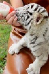 Wild Child S03E08 720p WEB h264-DiRT EZTV