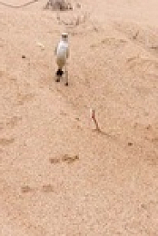 Massive Africa S01E02 480p x264-mSD EZTV