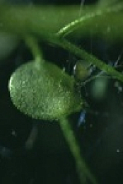 The Green Planet S01E02 480p x264-mSD EZTV