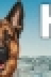 Hudson and Rex S02E07 XviD-AFG[TGx]