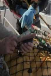 Dive Wars Australia S01E03 480p x264-mSD [eztv]