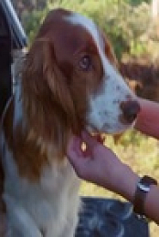 Dog Squad S12E06 480p x264-mSD EZTV