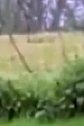 Strange Evidence S07E04 XviD-AFG EZTV