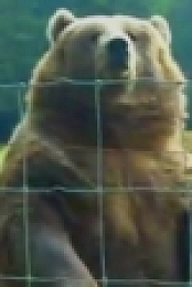 Worlds Funniest Animals S01E09 720p WEB h264-BAE EZTV