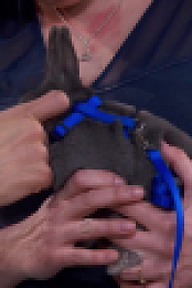 Stupid Pet Tricks S01E03 720p WEBRip x264-BAE EZTV