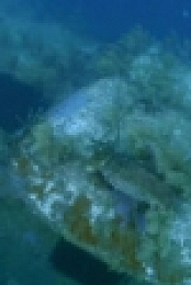Reef Wrecks S01E04 Roatan WEB h264-CAFFEiNE [eztv]