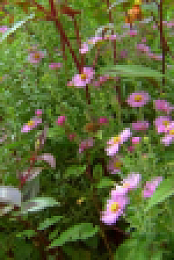 Garden Secrets S01E01 XviD-AFG EZTV