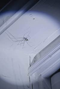 Unnamed Spider