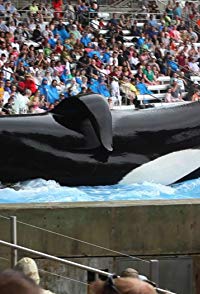 Tilikum