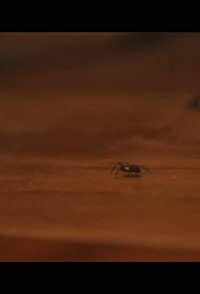 David The Spider