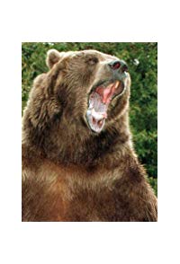 Bart the Bear