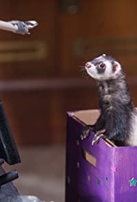 Falcor the Ferret