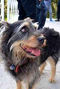 Taz Bear