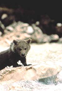 Youk the Bear