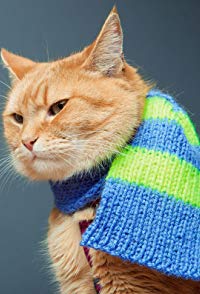 Bob the Cat