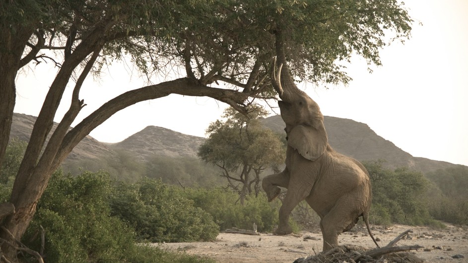 Wild Namibia