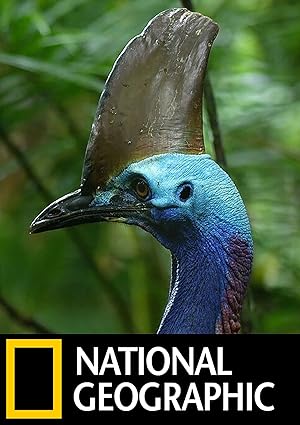 Dino Bird