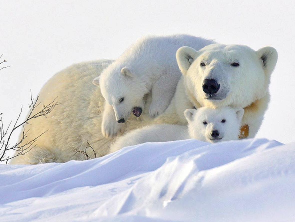Rencontres en Arctique