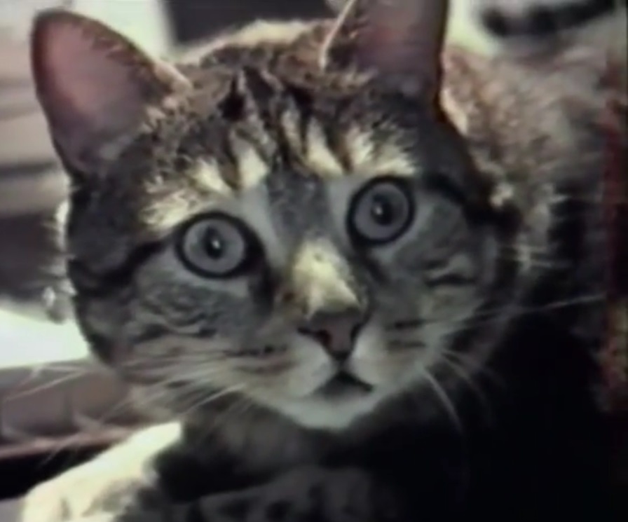 Cat Listening to Music