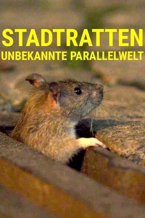 Stadtratten: Unbekannte Parallelwelt