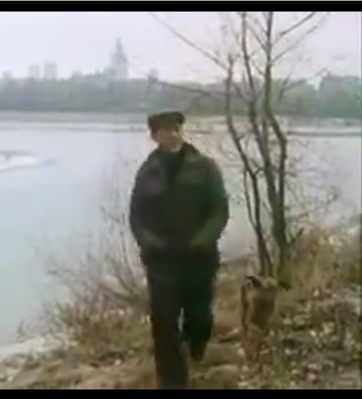 Pies na srodku drogi