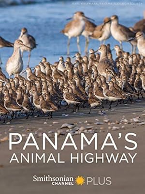 Panama's Animal Highway